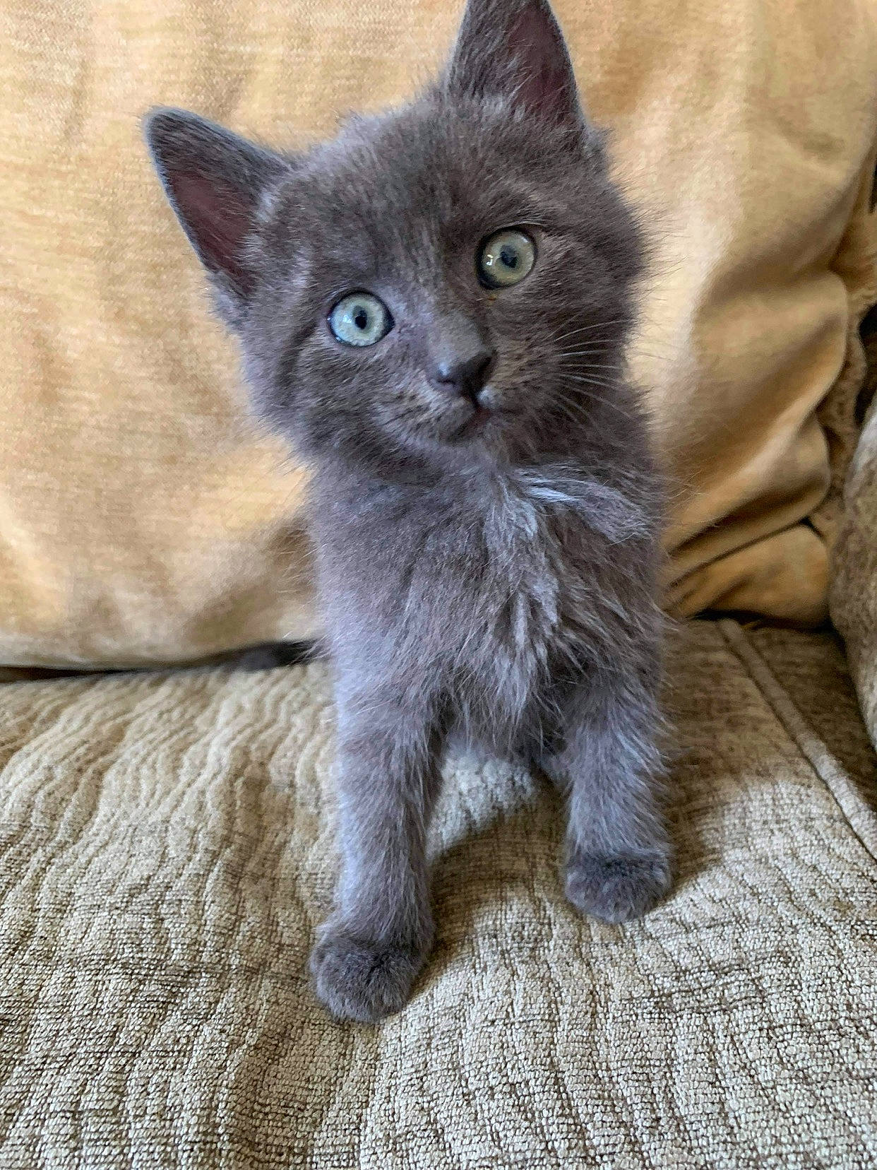 Bugsy is registered to the contest to win money with this photo: carnivore, cat, claw, comfort, domestic_short_haired_cat, fawn, felidae, fur, grey, paw, russian_blue, small_to_medium_sized_cats, snout, tail, terrestrial_animal, whiskers