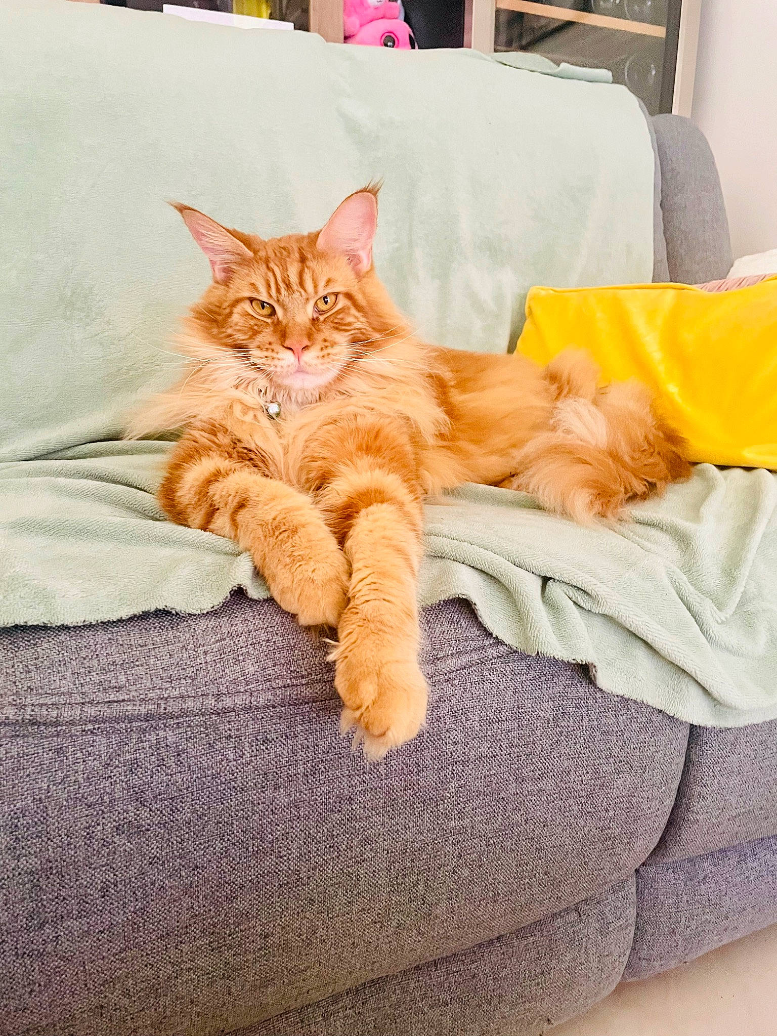 Ramses a rejoint le concours — aidez-le/la à gagner de superbes lots ! bed, bedding, carnivore, cat, comfort, couch, domestic_short_haired_cat, fawn, felidae, fur, furniture, linens, orange, paw, room, small_to_medium_sized_cats, tail, textile, whiskers, white