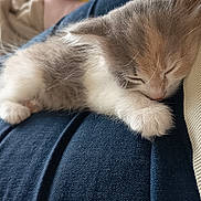 Nala a rejoint le concours — aidez-le/la à gagner de superbes lots ! animal, cat, closeup, clothing, cozy, cute, domestic, fabric, fur, indoor, kitten, lap, paw, peaceful, pet, relaxation, resting, sleeping, soft, whiskers