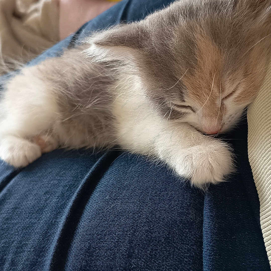 Nala