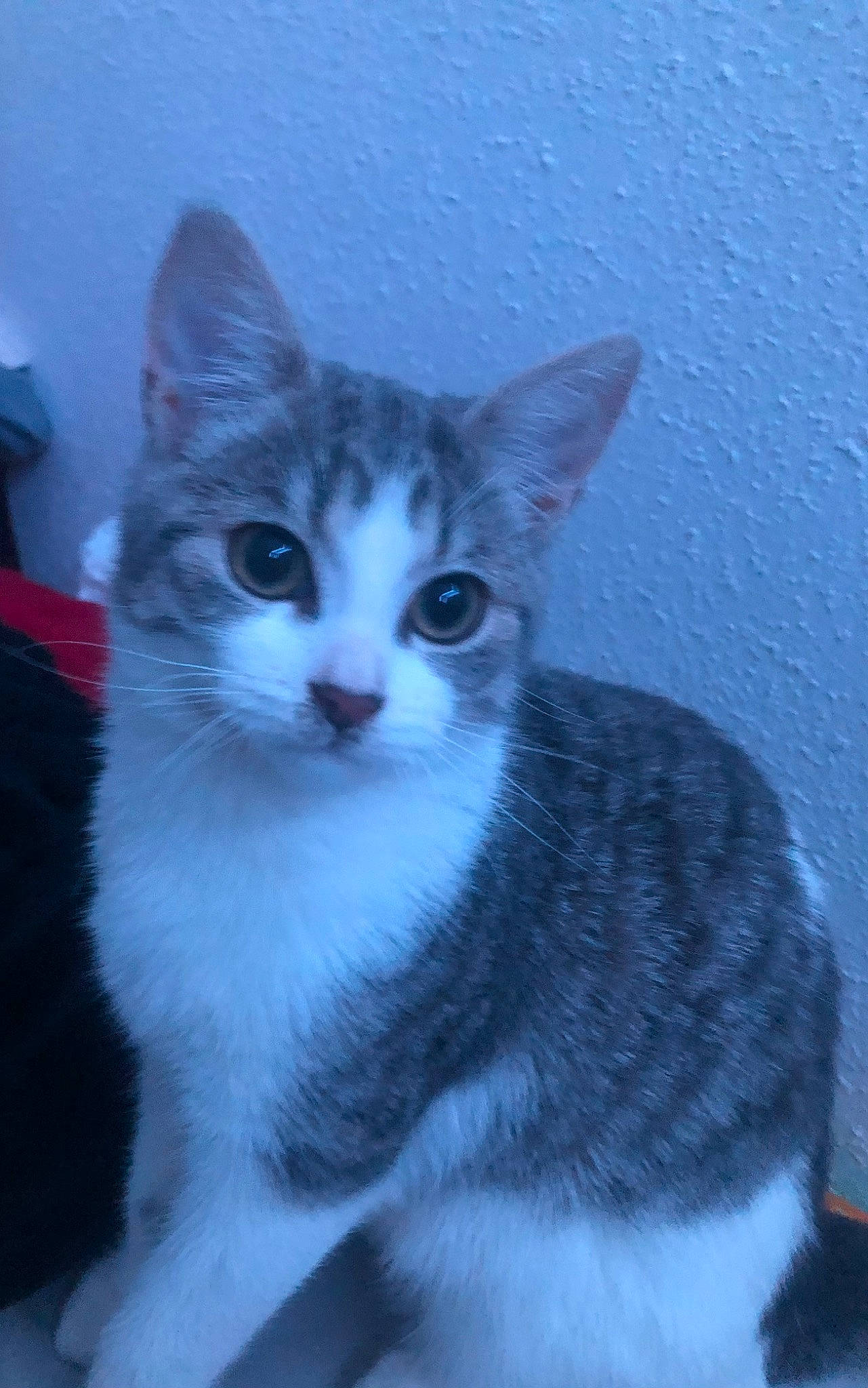 Sephora participe au concours pour gagner de l'argent avec cette photo : art, carnivore, cat, domestic_short_haired_cat, electric_blue, felidae, fur, iris, small_to_medium_sized_cats, snout, tail, whiskers