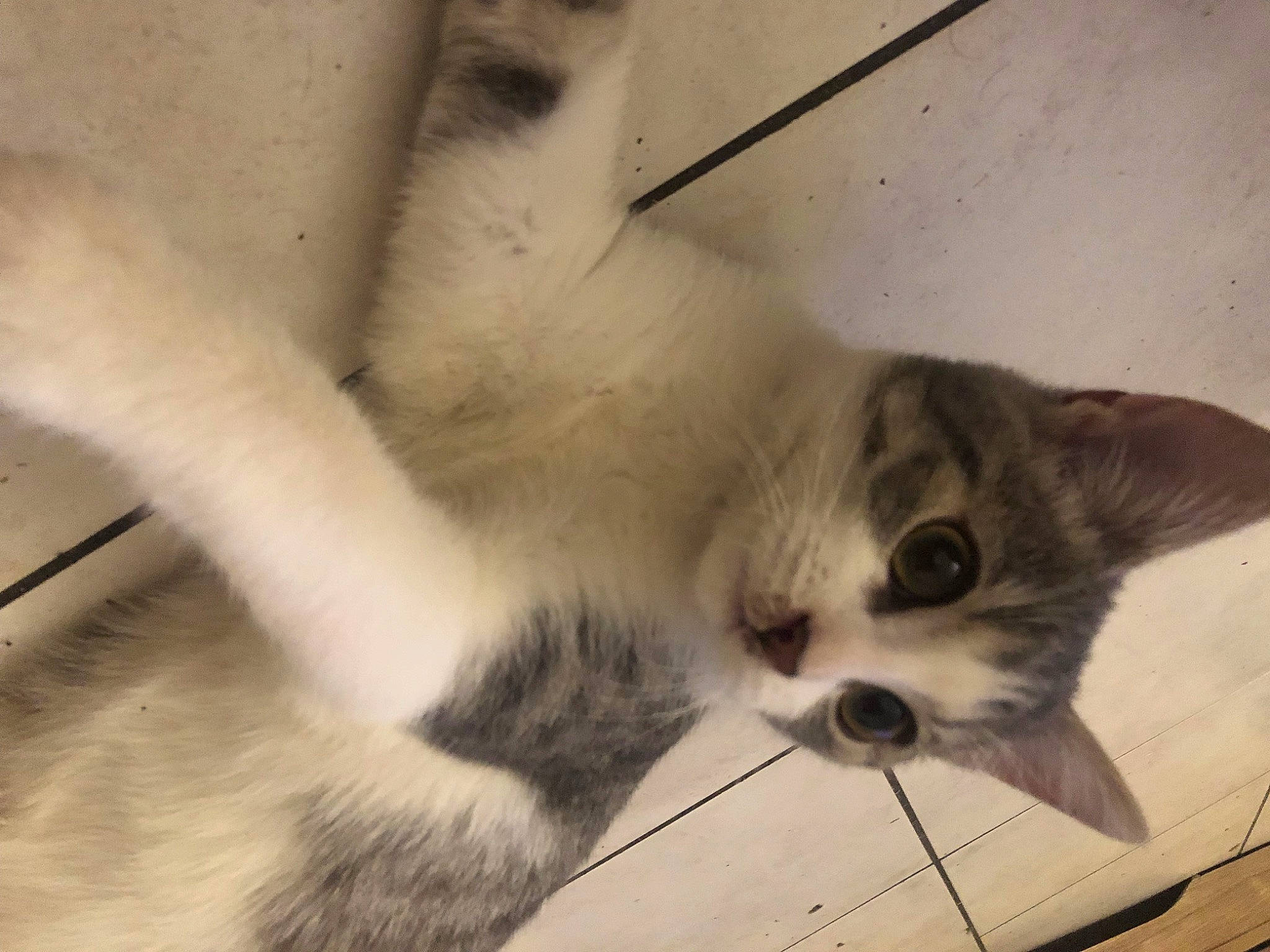 Sephora a rejoint le concours — aidez-le/la à gagner de superbes lots ! cardboard, carnivore, cat, claw, domestic_short_haired_cat, fawn, felidae, fur, paw, small_to_medium_sized_cats, snout, tail, terrestrial_animal, whiskers, window