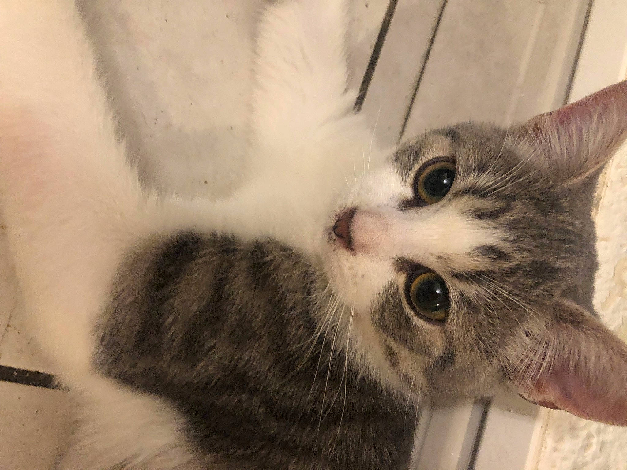 Sephora a rejoint le concours — aidez-le/la à gagner de superbes lots ! carnivore, cat, claw, domestic_short_haired_cat, ear, felidae, fur, grey, iris, paw, small_to_medium_sized_cats, snout, tail, whiskers, window