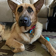 Sascha is registered to the contest to win money with this photo: dog, german_shepherd, indoor, carpet, couch, collar, pet_tag, toy, person, phone, fur, animal, canine, brown, black, ears, nose, lying_down, home, relaxed