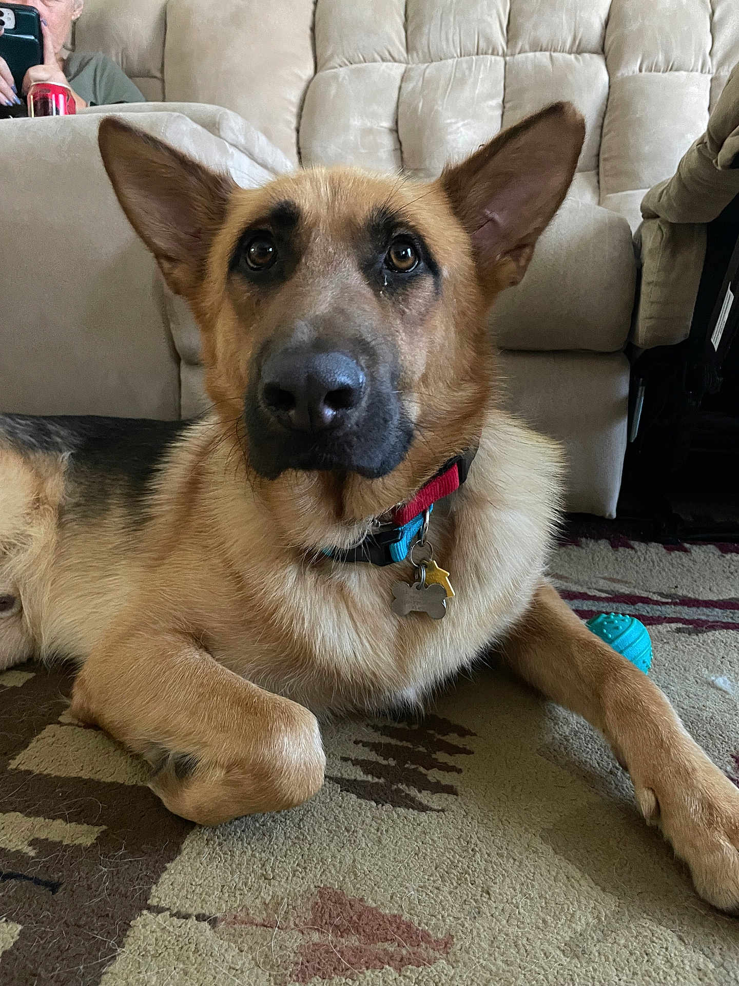 Sascha is registered to the contest to win money with this photo: dog, german_shepherd, indoor, carpet, couch, collar, pet_tag, toy, person, phone, fur, animal, canine, brown, black, ears, nose, lying_down, home, relaxed