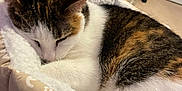 Sapphire is registered to the contest to win money with this photo: cat, sleeping, bed, cushion, indoor, furniture, white, brown, black, striped, fur, cozy, resting, pet, household, carpet, desk, chair, room, calm