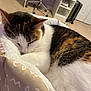 cat, sleeping, bed, cushion, indoor, furniture, white, brown, black, striped, fur, cozy, resting, pet, household, carpet, desk, chair, room, calm