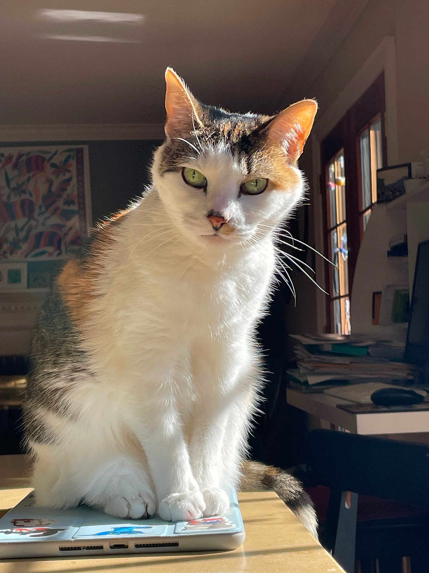 Sapphire joined the competition — help win amazing prizes! cat, calico, laptop, indoor, sunlight, window, table, feline, whiskers, green_eyes, pet, home_office, books, chair, domestic_animal, fur, curious, sitting, front_paws, natural_light