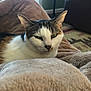 cat, calico_cat, pet, animal, indoor, blanket, cozy, fur, green_eyes, resting, living_room, furniture, leather_chair, soft_light, carpet, closeup, cute, domestic_cat, relaxed, whiskers