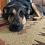 Sapphire joined the competition — help win amazing prizes! dog, carpet, indoor, resting, animal, pet, brown, black, floor, furniture, person, relaxing, living_room, canine, closeup, lying_down, home, paw, snout, ear