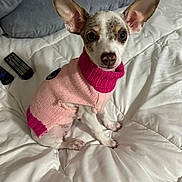 Cali Girl is registered to the contest to win money with this photo: dog, puppy, small_dog, sweater, pink, magenta, ears, bed, comforter, remote_control, pillow, indoor, pet, cute, animal, fur, looking_at_camera, sitting, cozy, domestic