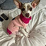 dog, puppy, small_dog, sweater, pink, magenta, ears, bed, comforter, remote_control, pillow, indoor, pet, cute, animal, fur, looking_at_camera, sitting, cozy, domestic
