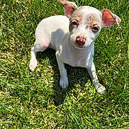 Cali Girl joined the competition — help win amazing prizes! puppy, dog, grass, outdoor, sunlight, pet, animal, cute, small, white, brown, ears, nose, laying, nature, young, adorable, daylight, green, relaxed