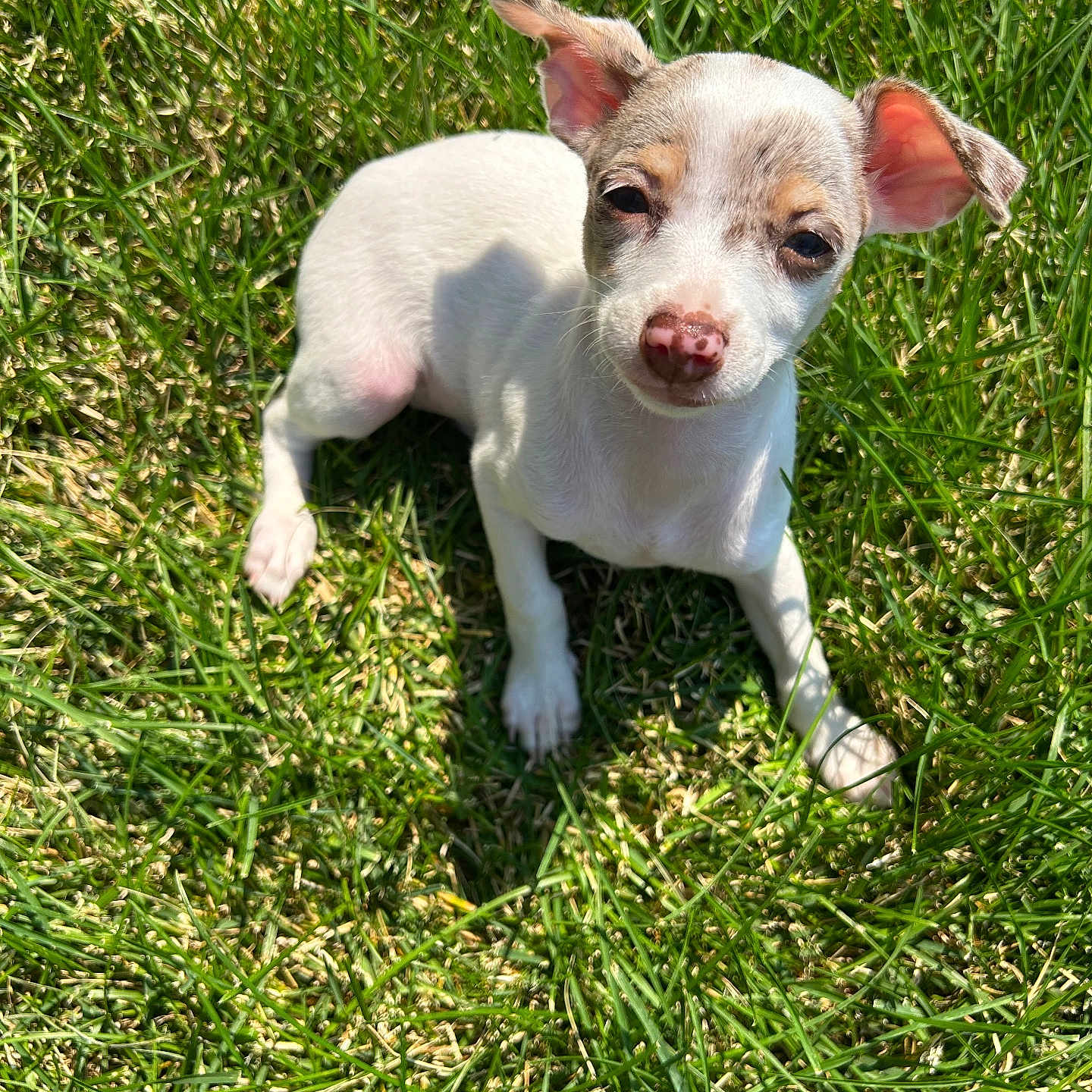 Cali Girl joined the competition — help win amazing prizes! adorable, animal, brown, cute, daylight, dog, ears, grass, green, laying, nature, nose, outdoor, pet, puppy, relaxed, small, sunlight, white, young