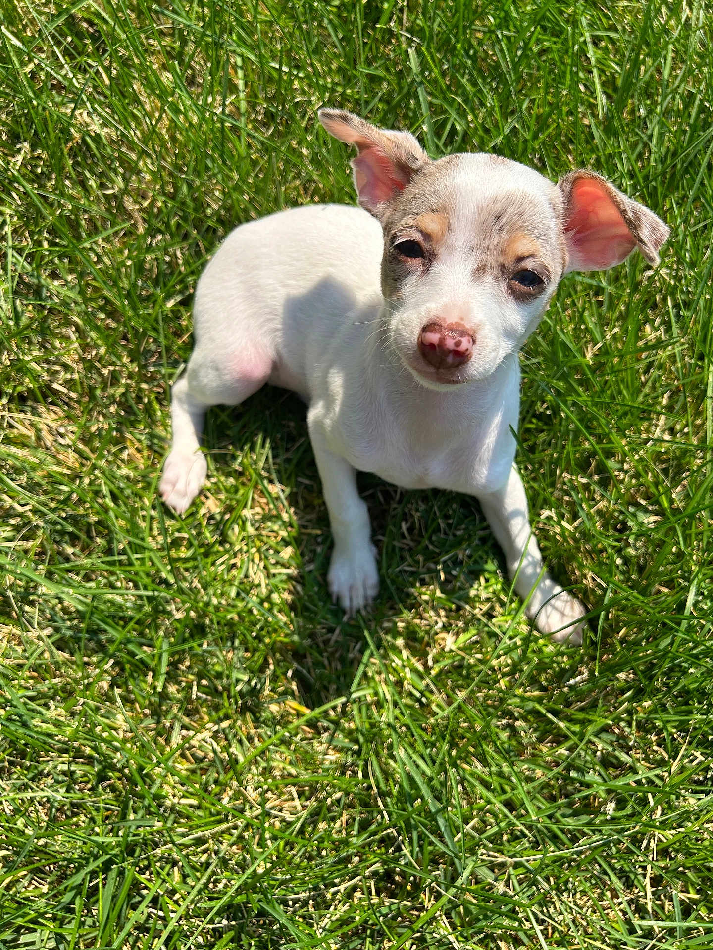 Cali Girl joined the competition — help win amazing prizes! puppy, dog, grass, outdoor, sunlight, pet, animal, cute, small, white, brown, ears, nose, laying, nature, young, adorable, daylight, green, relaxed