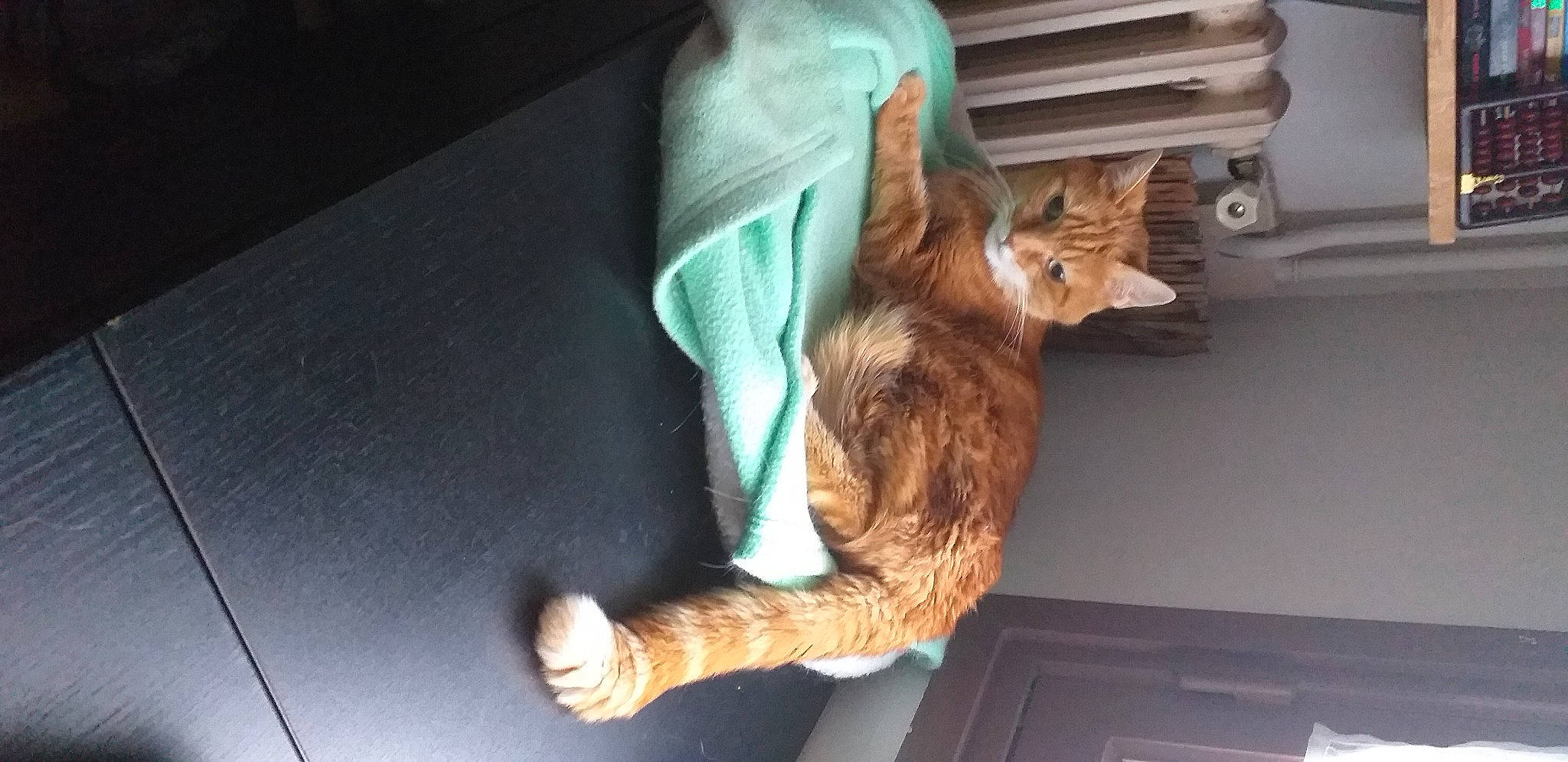 Orion participe au concours pour gagner de l'argent avec cette photo : carnivore, cat, chausie, domestic_short_haired_cat, european_shorthair, fawn, felidae, fur, play, small_to_medium_sized_cats, somali, tabby_cat, tail, whiskers