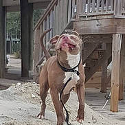 Nitro is registered to the contest to win money with this photo: brown_fur, canine, collar, daylight, dog, dusty_ground, full_body, leash, muscular, outdoors, pet, porch, portrait, residential, smartphone_screenshot, standing, tongue_out, white_chest, wooden_railing, wooden_stairs