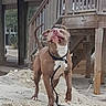 brown_fur, canine, collar, daylight, dog, dusty_ground, full_body, leash, muscular, outdoors, pet, porch, portrait, residential, smartphone_screenshot, standing, tongue_out, white_chest, wooden_railing, wooden_stairs