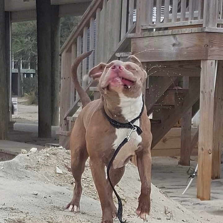 Nitro