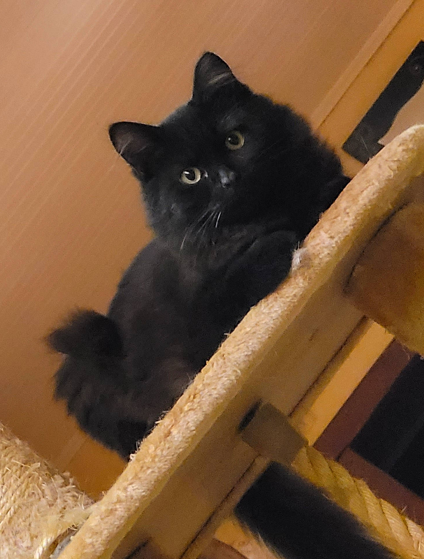 Birdy participe au concours pour gagner de l'argent avec cette photo : black_cat, bombay, brown, carnivore, cat, claw, domestic_short_haired_cat, eye, felidae, fur, hardwood, small_to_medium_sized_cats, snout, stairs, tail, tints_and_shades, whiskers, window, wood, wood_stain