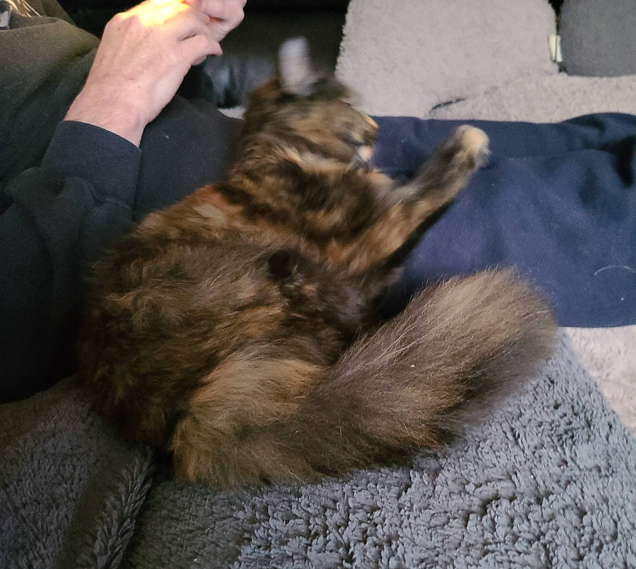 Kira participe au concours pour gagner de l'argent avec cette photo : carnivore, cat, claw, comfort, companion_dog, dog_breed, domestic_short_haired_cat, felidae, fur, gesture, human_leg, lap, nap, paw, sitting, small_to_medium_sized_cats, tail, terrestrial_animal, whiskers