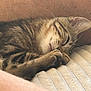Angelo a rejoint le concours — aidez-le/la à gagner de superbes lots ! cat, kitten, tabby, sleeping, paw, fur, closeup, cozy, resting, relaxed, human_arm, skin, hair, texture, indoor, pet, animal, cute, comfort, nap