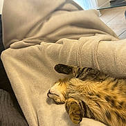 Angelo a rejoint le concours — aidez-le/la à gagner de superbes lots ! animal, beige, blanket, casual, cat, comfort, couch, cozy, fur, human, indoor, nap, paw, person, relaxing, resting, sleeping, striped, tabby_cat, warm