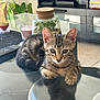 cat, kitten, tabby, glass_table, reflection, plant, candle, remote_control, indoor, furniture, curious, pet, domestic_animal, relaxed, home, cozy, tabletop, brown, striped, young