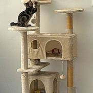 Angelo participe au concours pour gagner de l'argent avec cette photo : cat, kitten, cat_tree, toy, indoor, pet, furniture, play, climbing, tabby, animal, paw, scratching_post, platform, household, cute, pet_toy, resting, cubbyhole, feline