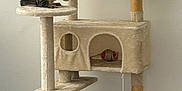 Angelo participe au concours pour gagner de l'argent avec cette photo : animal, cat, cat_tree, climbing, cubbyhole, cute, feline, furniture, household, indoor, kitten, paw, pet, pet_toy, platform, play, resting, scratching_post, tabby, toy