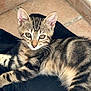 Angelo a rejoint le concours — aidez-le/la à gagner de superbes lots ! kitten, tabby, cat, animal, pet, fur, whiskers, ears, eyes, floor, tile, corner, black_fabric, cute, young, indoor, resting, striped, small, curious