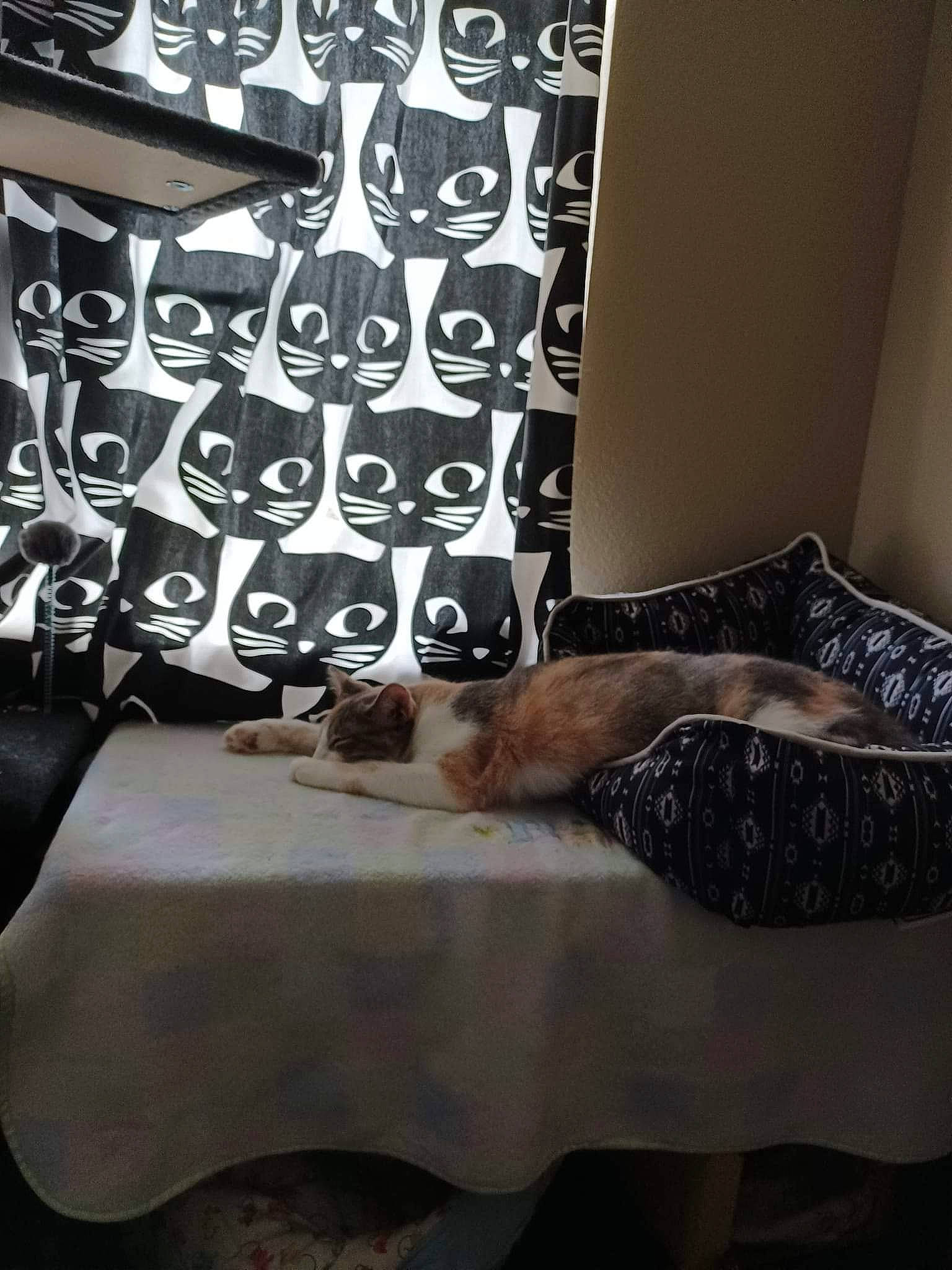 Bunny is registered to the contest to win money with this photo: bedding, carnivore, cat, comfort, curtain, felidae, floor, flooring, grey, hardwood, house, interior_design, linens, small_to_medium_sized_cats, table, tail, textile, whiskers, window, wood