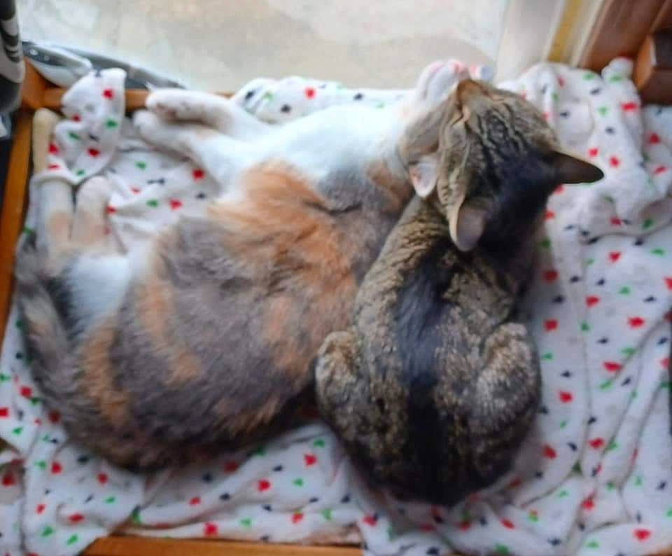 Itty Bitty joined the competition — help win amazing prizes! carnivore, cat, claw, comfort, domestic_short_haired_cat, felidae, fur, grey, linens, nap, pattern, paw, small_to_medium_sized_cats, tail, whiskers