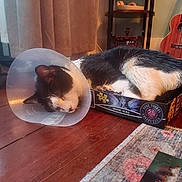 Scranton joined the competition — help win amazing prizes! animal, black_and_white, boots, box, cat, cone, cozy, curtains, feline, floor, guitar, home, indoor, pet, puzzle_box, quiet, resting, rug, sleeping, wooden_floor