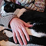 animal, black_and_white, blanket, cat, closeup, comfort, cozy, cuddle, domestic, fur, hand, indoor, knit, person, pet, relaxation, resting, sleeping, sweater, warm