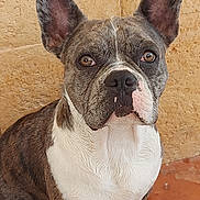 Django participe au concours pour gagner de l'argent avec cette photo : dog, brindle, white, pet, animal, ears, face, eyes, nose, fur, sitting, portrait, close_up, canine, domestic_animal, background, stone_wall, floor, tile, indoor