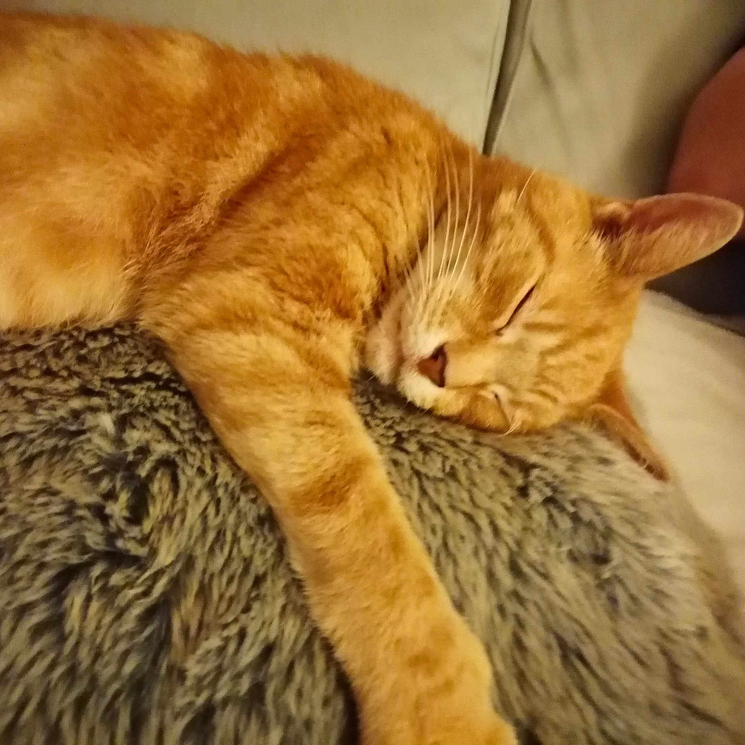 Cooper