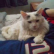 Noodle joined the competition — help win amazing prizes! animal, bed, blanket, casual, cat, comfort, cozy, curtain, fluffy, furniture, home, indoor, number, paw, person, pet, relaxed, resting, sweatshirt, white_cat