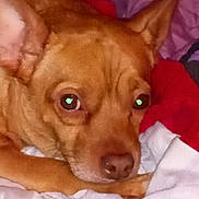 Buster joined the competition — help win amazing prizes! dog, brown_dog, pet, close_up, bed, blanket, indoor, resting, animal, canine, fur, ears, eyes, nose, sleepy, comfort, cozy, laying, portrait, domestic_animal