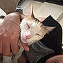 Carrot joined the competition — help win amazing prizes! cat, person, hand, sleepy, indoor, closeup, pet, animal, fur, whiskers, pink_nose, relaxation, gentle, comfort, human, skin, casual_clothing, resting, together, bond