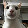 Carrot joined the competition — help win amazing prizes! cat, white_cat, close_up, indoor, pet, animal, whiskers, ears, curious, face, feline, looking, fur, portrait, domestic_cat, eyes, nose, indoor_lighting, cute, animal_portrait