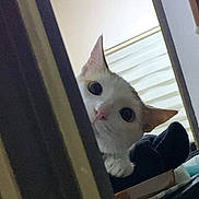 Carrot joined the competition — help win amazing prizes! cat, curious, peeking, indoor, wide_eyes, white_cat, fur, ears, paw, corner, furniture, blanket, box, lighting, window_blinds, home, pet, animal, cute, cozy