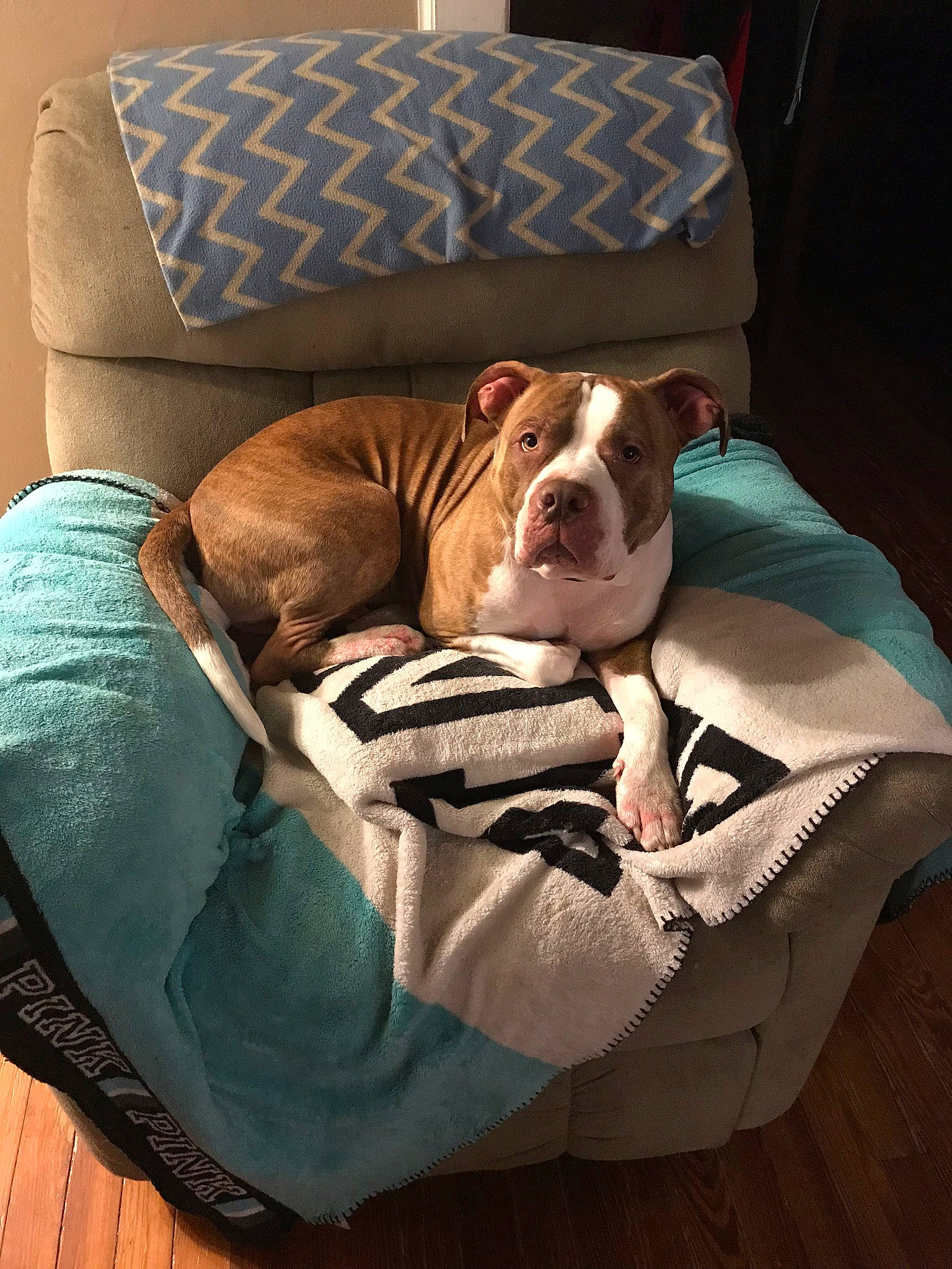 Hennessey joined the competition — help win amazing prizes! american_bulldog, bulldog, canidae, carnivore, comfort, companion_dog, couch, dog, dog_breed, fawn, furniture, nap, non_sporting_group, old_english_bulldog, olde_english_bulldogge, sporting_group