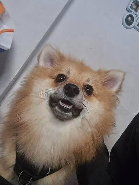 Tacos a rejoint le concours — aidez-le/la à gagner de superbes lots ! canidae, carnivore, companion_dog, dog, dog_breed, dog_supply, fawn, fur, german_spitz, german_spitz_klein, iris, pet_supply, smile, snout, spitz, sporting_group, toy_dog, volpino_italiano, whiskers, working_animal