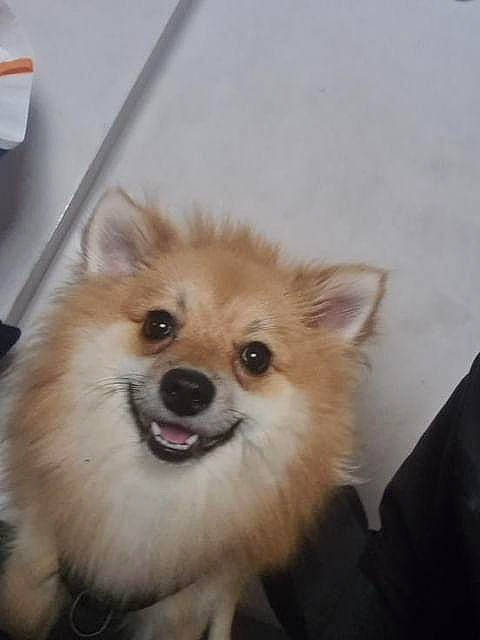 Tacos participe au concours pour gagner de l'argent avec cette photo : canidae, carnivore, companion_dog, dog, dog_breed, eye, fawn, fur, german_spitz, german_spitz_klein, german_spitz_mittel, hair, smile, snout, spitz, sporting_group, toy_dog, volpino_italiano, whiskers, working_animal
