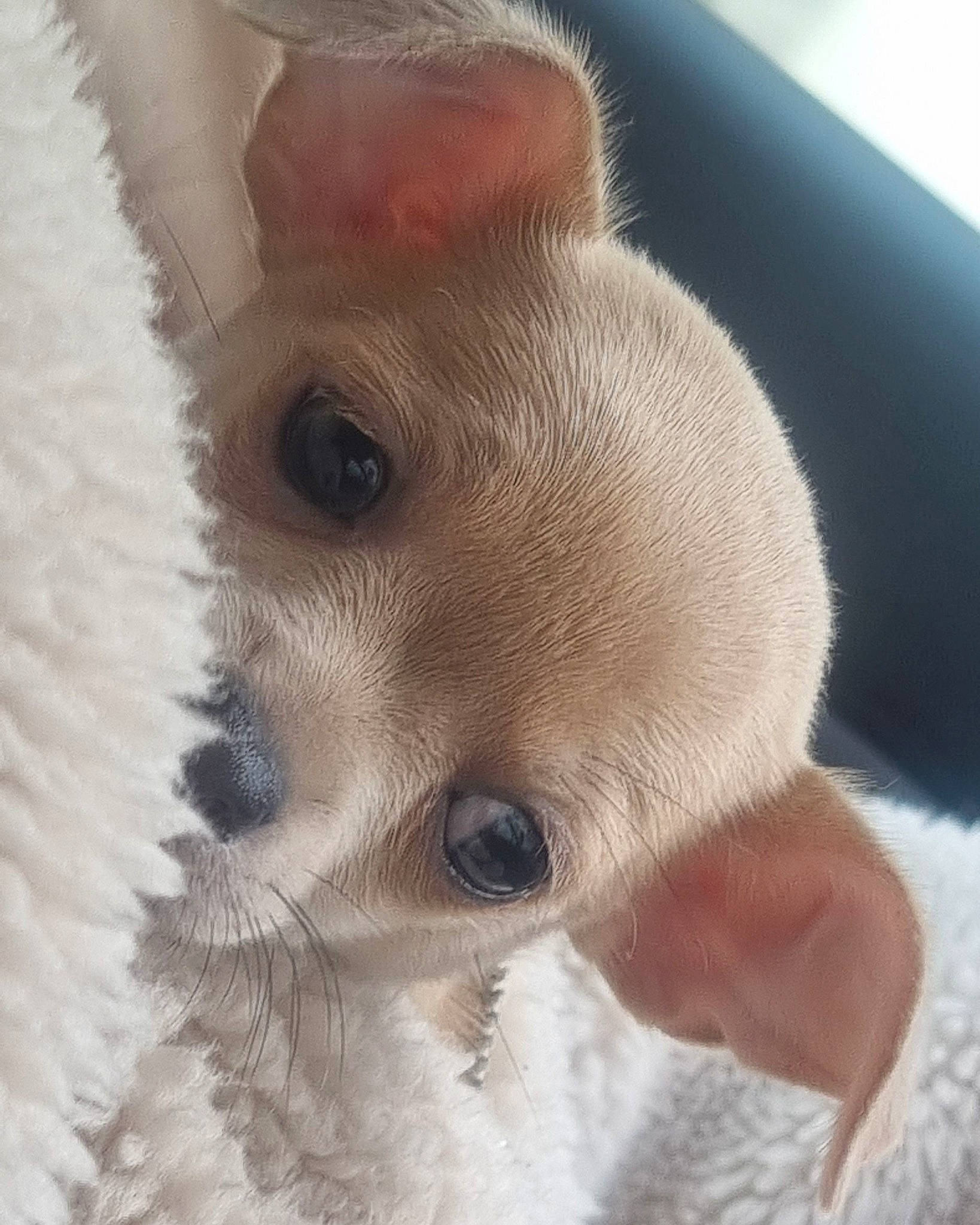 Kira a rejoint le concours — aidez-le/la à gagner de superbes lots ! canidae, carnivore, claw, close_up, companion_dog, dog, dog_breed, ear, eyelash, fawn, fur, non_sporting_group, paw, puppy, snout, sporting_group, terrestrial_animal, toy_dog, whiskers, working_animal