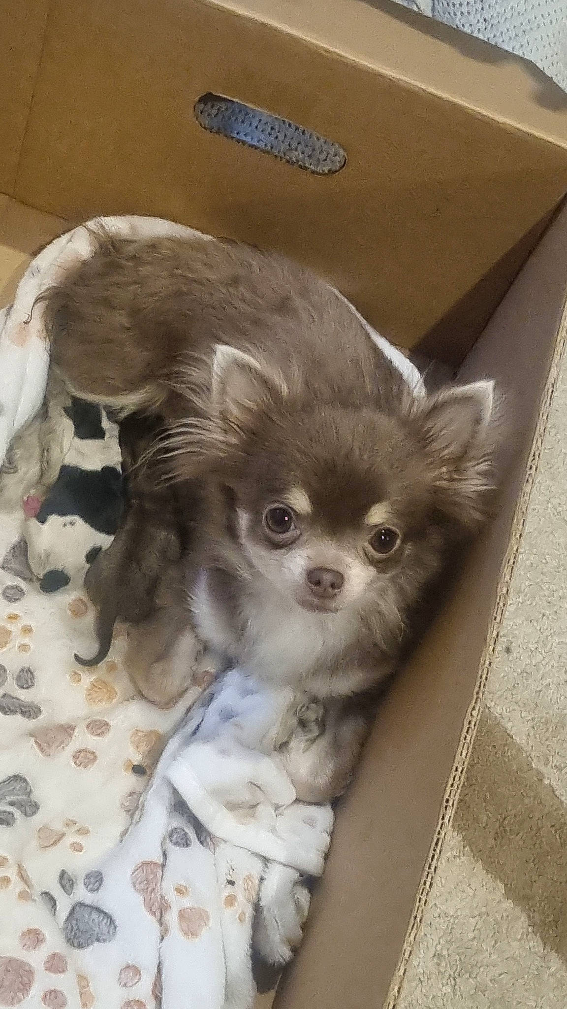 Nala a rejoint le concours — aidez-le/la à gagner de superbes lots ! canidae, carnivore, carton, chihuahua, companion_dog, dog, dog_breed, dog_supply, ear, fawn, fur, liver, pet_supply, shipping_box, snout, sporting_group, tail, toy_dog, whiskers, working_animal