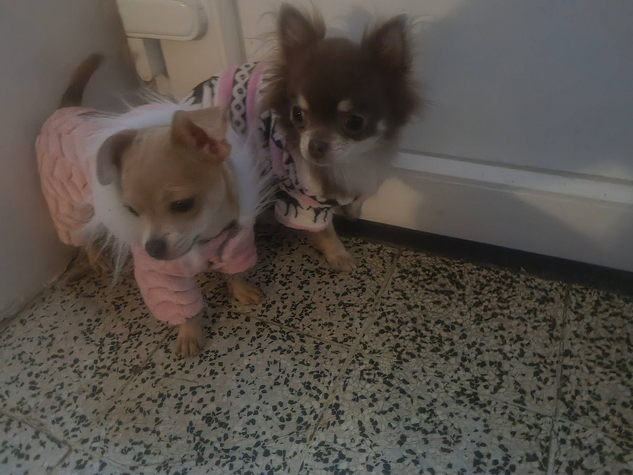 Nala participe au concours pour gagner de l'argent avec cette photo : canidae, carnivore, comfort, companion_dog, corgi_chihuahua, dog, dog_breed, fawn, felidae, flooring, fur, non_sporting_group, paw, snout, sporting_group, tail, terrestrial_animal, toy_dog, whiskers, working_animal