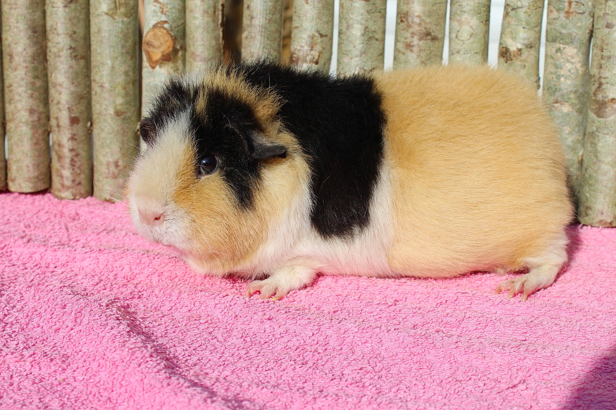 Kiska a rejoint le concours — aidez-le/la à gagner de superbes lots ! fawn, guinea_pig, mammal, rodent, vertebrate