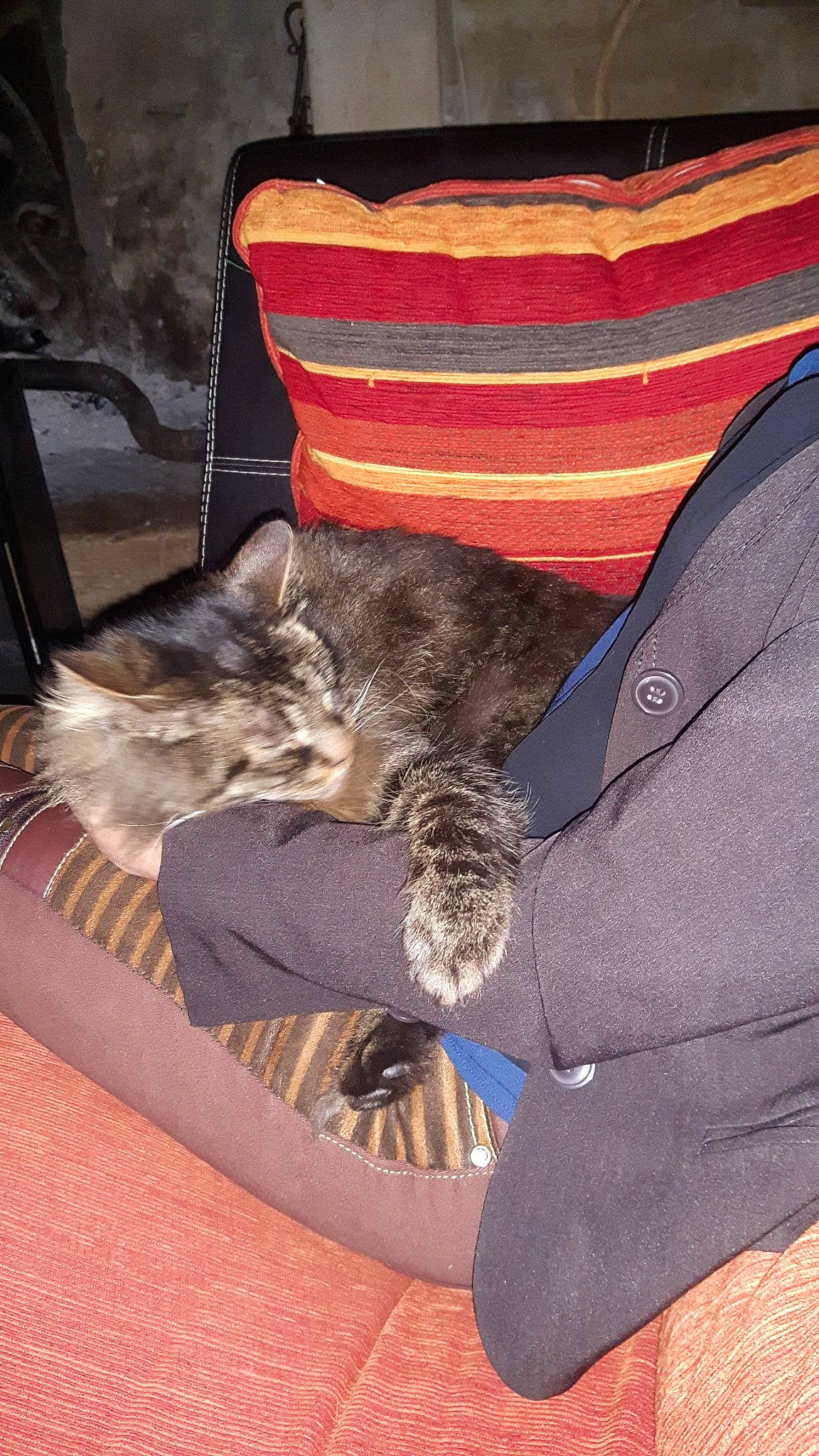 Croquette participe au concours pour gagner de l'argent avec cette photo : bag, car_seat, carnivore, cat, comfort, companion_dog, dog_breed, domestic_short_haired_cat, electric_blue, fawn, felidae, fur, human_leg, lap, luggage_and_bags, small_to_medium_sized_cats, tail, thigh, vehicle, whiskers